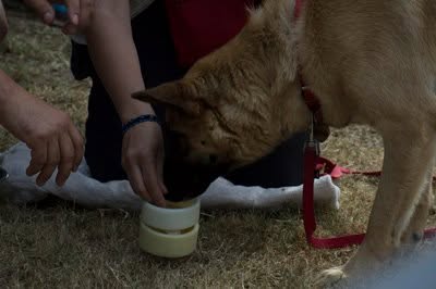 Perro trabajando en detección