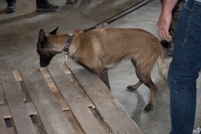 Perro trabajando en detección