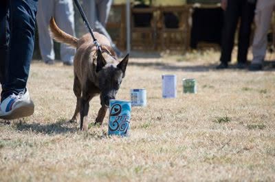 Perro trabajando en detección