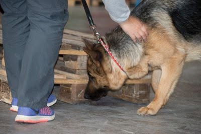 Perro trabajando en detección