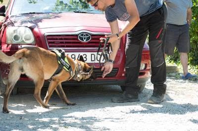 Perro trabajando en detección