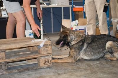 Perro trabajando en detección