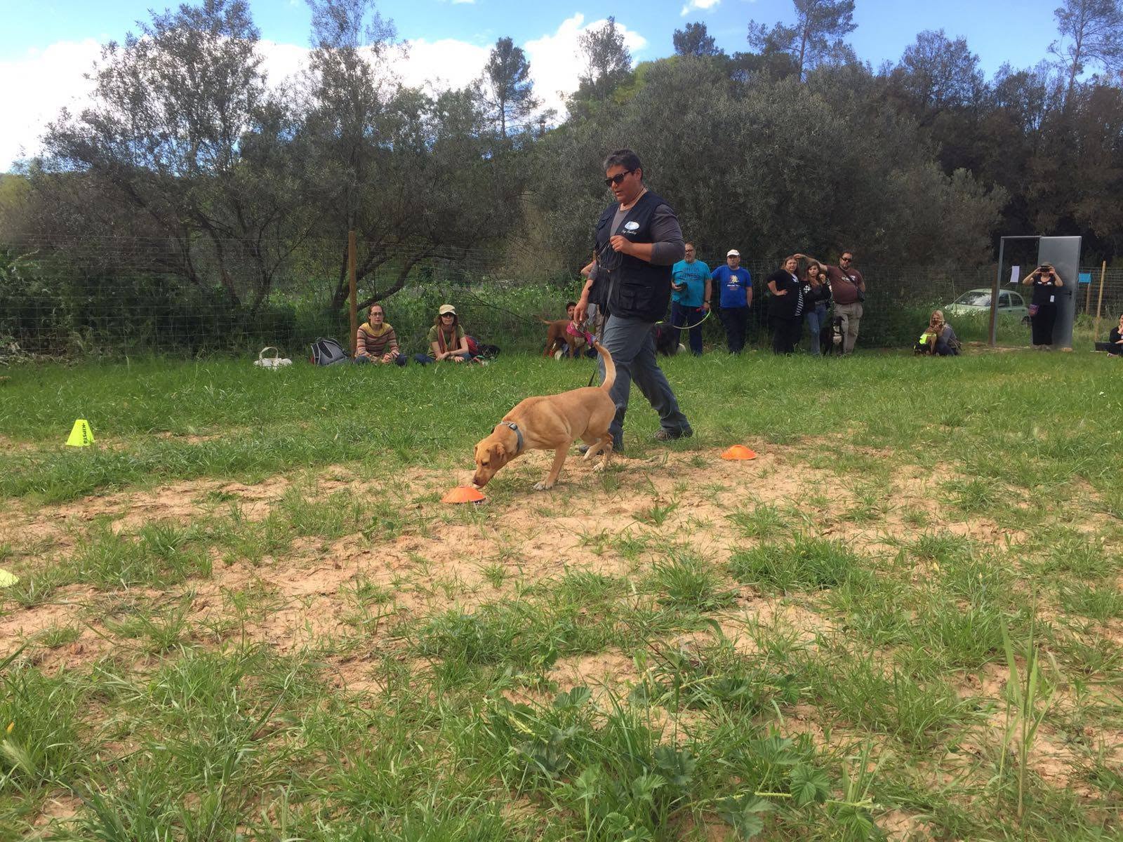 Perro trabajando en detección