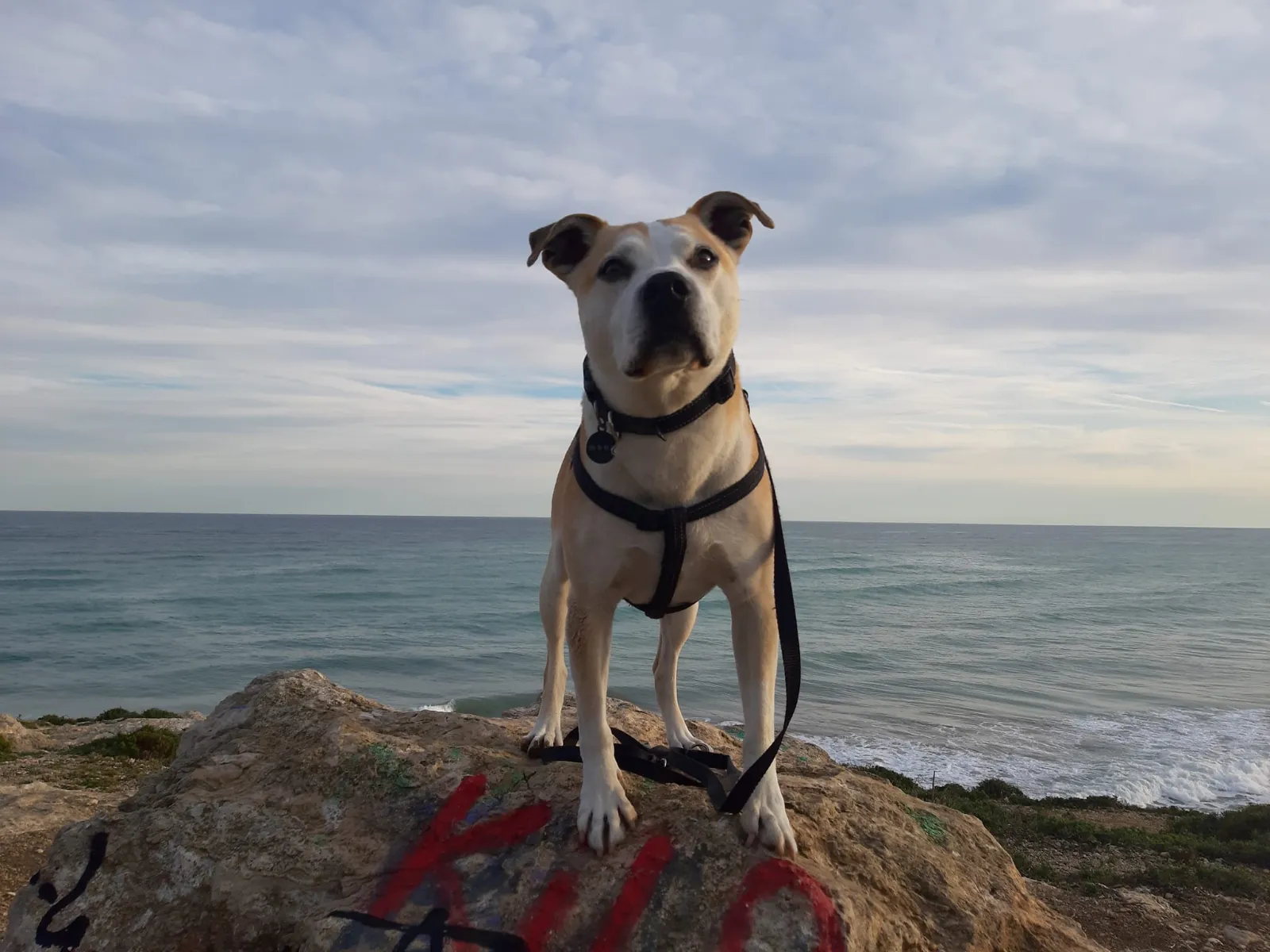 Curso Agresividad canina - Mónica Corchado