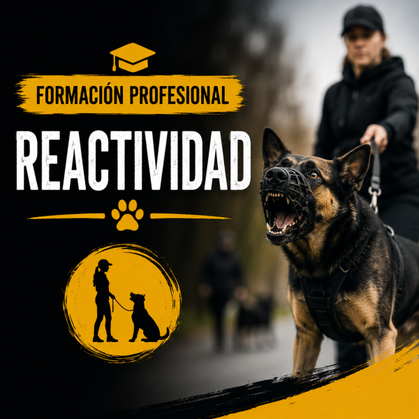 Formación Profesional de Reactividad